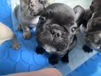 KJ, a male French Bulldog for sale in Portland, ME – 3 of 4
