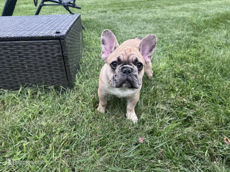 Winston  – French Bulldog puppy for sale in Portland, ME