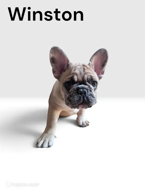 Winston  – French Bulldog puppy for sale in Portland, ME