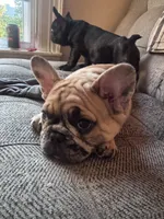 Winston , a male French Bulldog for sale in Portland, ME – 3 of 4