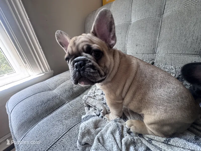 Winston  – French Bulldog puppy for sale in Portland, ME