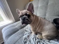Winston , a male French Bulldog for sale in Portland, ME – 1 of 4