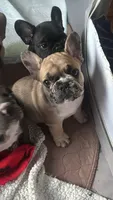 Winston , a male French Bulldog for sale in Portland, ME – 4 of 4