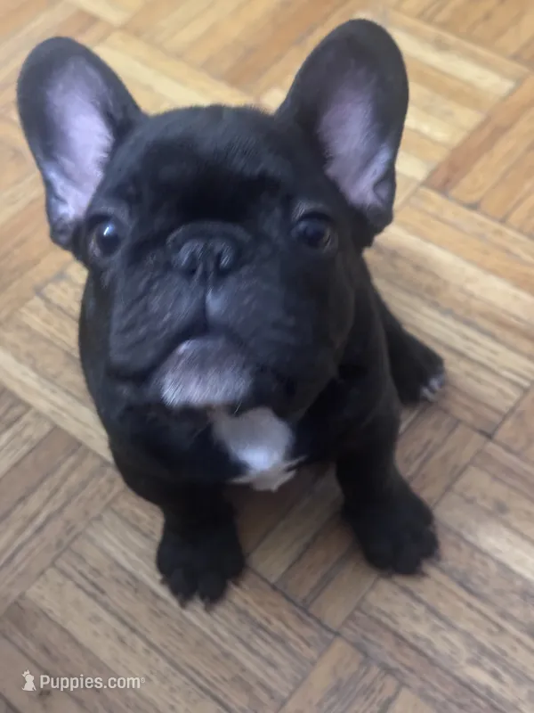 KJ – French Bulldog puppy for sale in Portland, ME