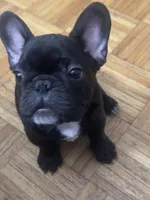 KJ, a male French Bulldog for sale in Portland, ME – 4 of 4