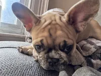 Winston , a male French Bulldog for sale in Portland, ME – 2 of 4