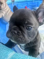 KJ, a male French Bulldog for sale in Portland, ME – 2 of 4