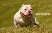 Billy, a male American Bully for sale in Camden, NY – 6 of 10