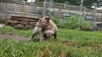 Billy, a male American Bully for sale in Camden, NY – 9 of 10