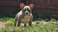 Billy, a male American Bully for sale in Camden, NY – 7 of 10