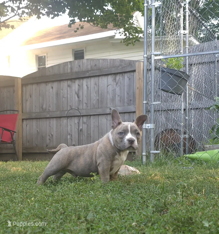 Billy – American Bully puppy for sale in Camden, NY