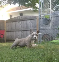 Billy, a male American Bully for sale in Camden, NY – 1 of 10