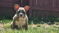 Billy, a male American Bully for sale in Camden, NY – 5 of 10