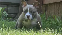 Billy, a male American Bully for sale in Camden, NY – 2 of 10