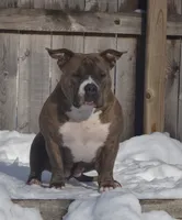 Billy, a male American Bully for sale in Camden, NY – 10 of 10