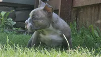 Billy, a male American Bully for sale in Camden, NY – 3 of 10