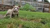 Billy, a male American Bully for sale in Camden, NY – 4 of 10