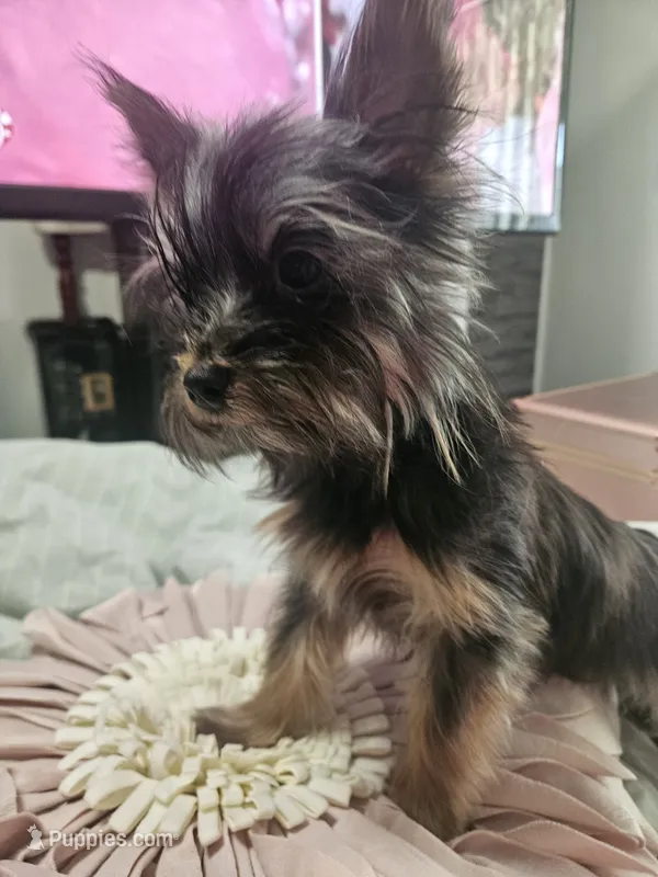 Figgy – Yorkshire Terrier puppy for sale in Joppa, AL