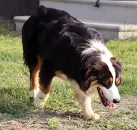 Black Tri Male, a male Australian Shepherd for sale in Poth, TX – 10 of 10