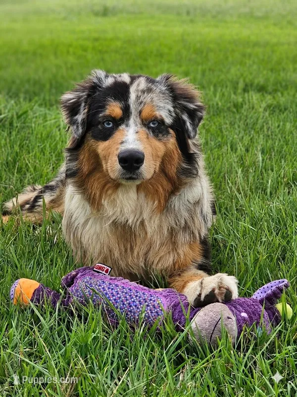 Ace – Australian Shepherd puppy for sale in Poth, TX