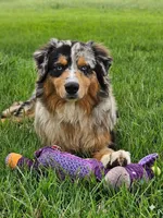 Ace, a male Australian Shepherd for sale in Poth, TX – 1 of 7