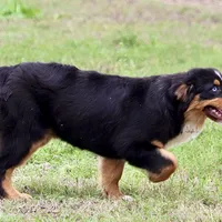 Black Tri Female 1, a female Australian Shepherd for sale in Poth, TX – Photo 4 of 7