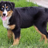 Black Tri Female 1, a female Australian Shepherd for sale in Poth, TX – Photo 3 of 7