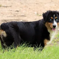 Black Tri Female 1, a female Australian Shepherd for sale in Poth, TX – Photo 2 of 7