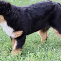 Black Tri Female 1, a female Australian Shepherd for sale in Poth, TX – Photo 6 of 7