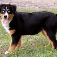 Black Tri Female 1, a female Australian Shepherd for sale in Poth, TX – Photo 5 of 7