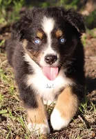 Black Tri Male 2, a male Australian Shepherd for sale in Poth, TX – 6 of 7