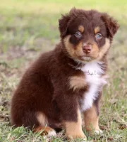 Red Tri Male, a male Australian Shepherd for sale in Poth, TX – 5 of 6