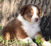 Red Tri Female, a female Australian Shepherd for sale in Poth, TX – 6 of 9