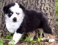 BTM, a male Australian Shepherd for sale in Poth, TX – 2 of 8
