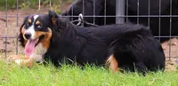 Black Tri Female 1, a female Australian Shepherd for sale in Poth, TX – 5 of 8