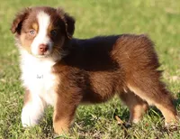 Red Tri Female, a female Australian Shepherd for sale in Poth, TX – 5 of 9