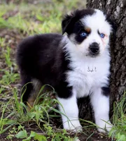 BTM, a male Australian Shepherd for sale in Poth, TX – 1 of 8
