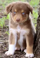 Red Tri Male 2, a male Australian Shepherd for sale in Poth, TX – 5 of 7