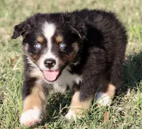 Black Tri Male 2, a male Australian Shepherd for sale in Poth, TX – 2 of 7