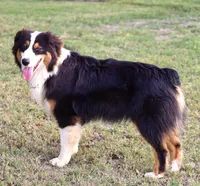 Black Tri Male, a male Australian Shepherd for sale in Poth, TX – 2 of 10