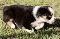 Black Tri Male 4, a male Australian Shepherd for sale in Poth, TX – 2 of 7