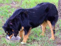 Black Tri Female 1, a female Australian Shepherd for sale in Poth, TX – 3 of 8