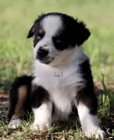 Black Tri Male 4, a male Australian Shepherd for sale in Poth, TX – 5 of 7