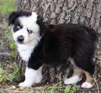 BTM, a male Australian Shepherd for sale in Poth, TX – 5 of 8