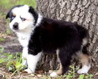 BTM, a male Australian Shepherd for sale in Poth, TX – 4 of 8