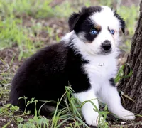BTM, a male Australian Shepherd for sale in Poth, TX – 7 of 8