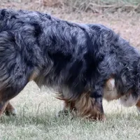 Riley, a female Australian Shepherd for sale in Poth, TX – Photo 8 of 8