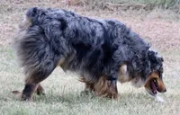 Riley, a female Australian Shepherd for sale in Poth, TX – Photo 8 of 8