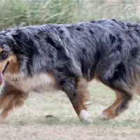Riley, a female Australian Shepherd for sale in Poth, TX – Photo 5 of 8