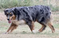 Riley, a female Australian Shepherd for sale in Poth, TX – Photo 5 of 8